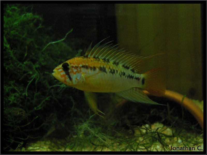 Apistogrammas and Co Apisto14