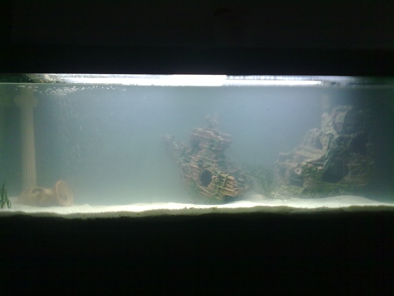 Mon aquarium 240 L ( guppy sauvage : endler , du vénézuéla ) 15092010