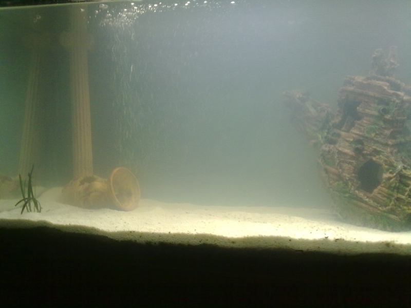 Mon aquarium 240 L ( guppy sauvage : endler , du vénézuéla ) 15092011