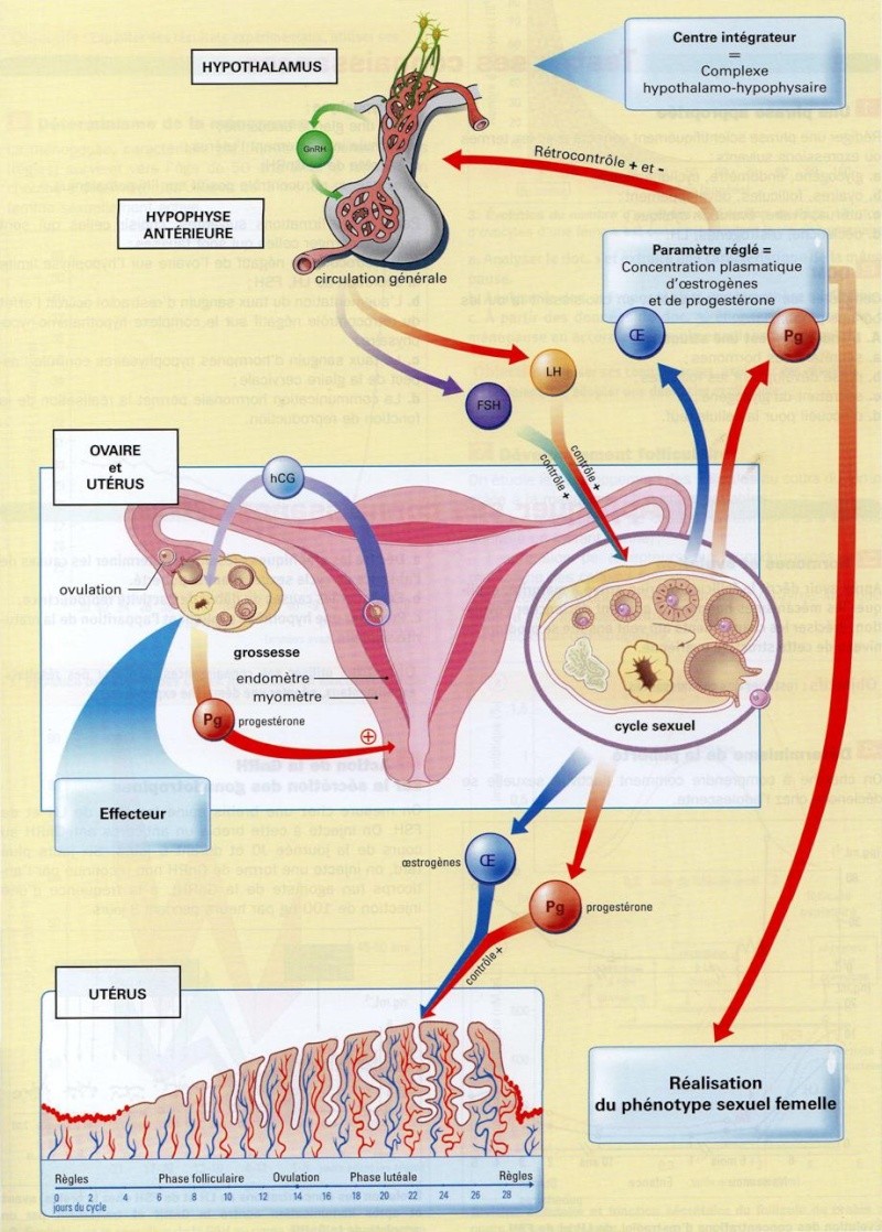 Fiche synthèse sur la fonction reproductrice chez la femme (by eric) Image610