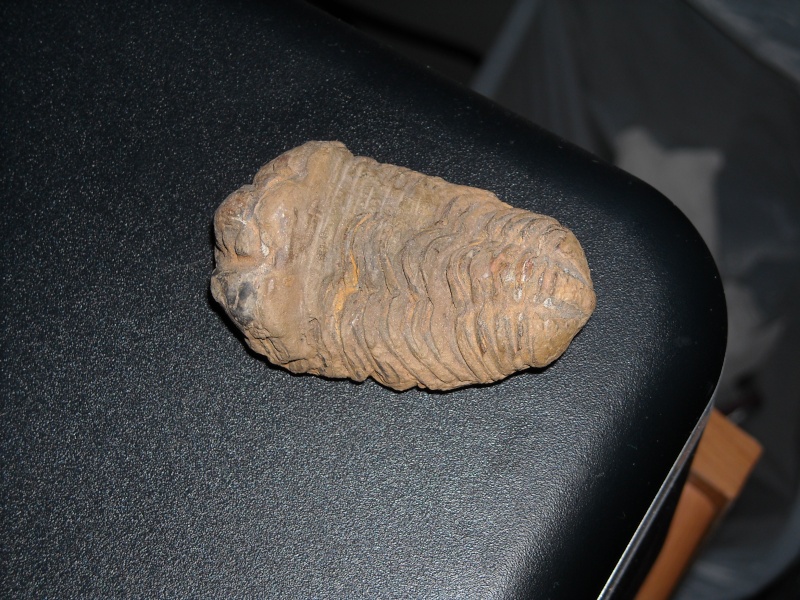 Les fossiles de Kueller Dscn0132