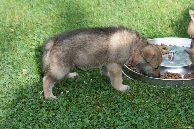 Les chiots d'Anechka du Clos des Guerriers Portae21