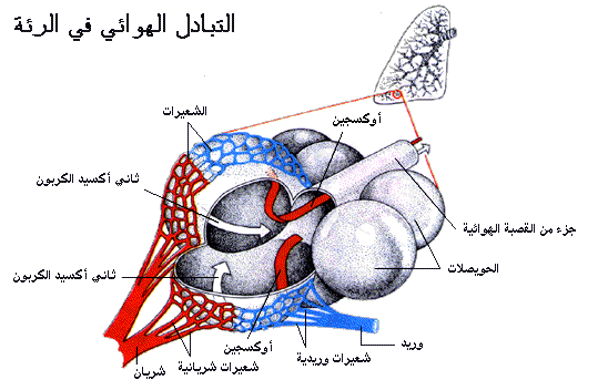 بحث كامل لجسمـ الإنسان 449810