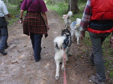 Inizio di giugno dedicato ai malamute P1010510