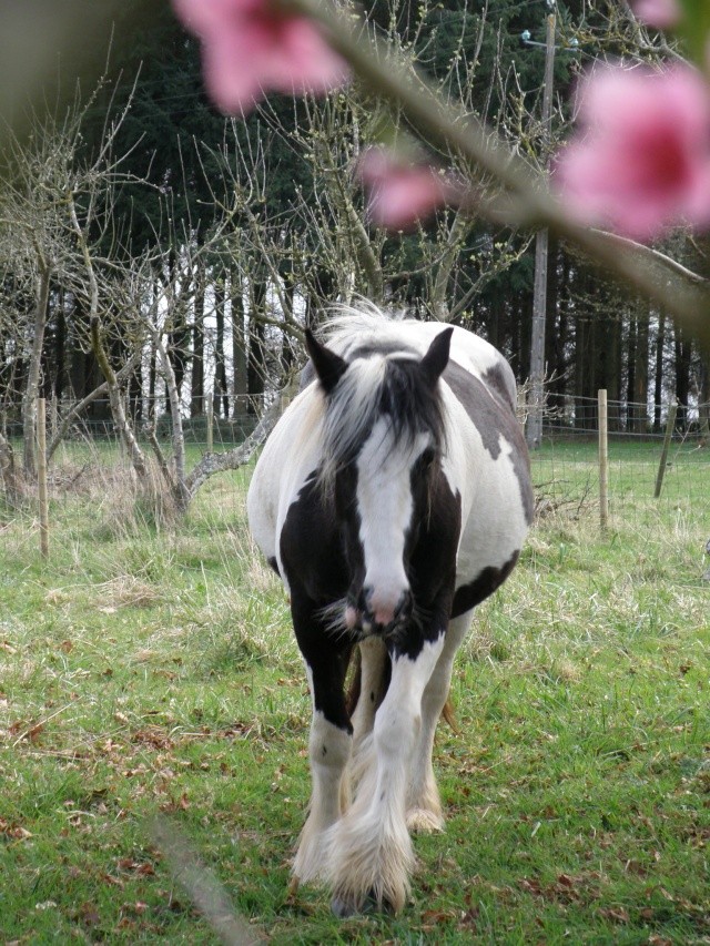 Concours photos: LA SAISON DES ZAMOURS 2 P4042314