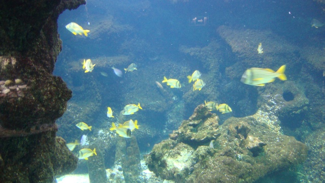 [visite]L'aquarium de La Rochelle Dsc01023