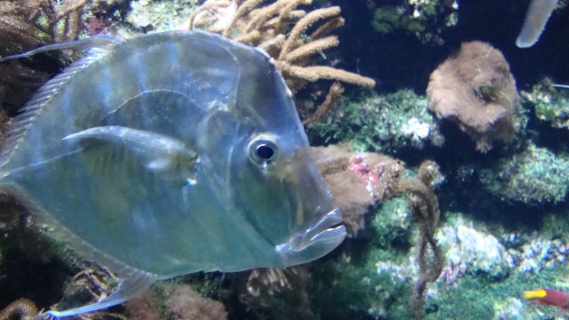 [visite]L'aquarium de La Rochelle Dsc01025