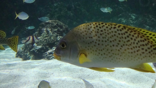 aquarium de La Rochelle Dsc01031