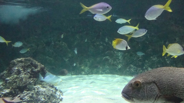 [visite]L'aquarium de La Rochelle Dsc01032