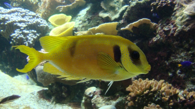 [visite]L'aquarium de La Rochelle Dsc01110