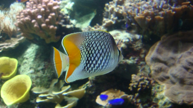 [visite]L'aquarium de La Rochelle Dsc01113