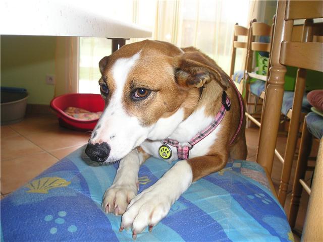 Ginger: X Galgo Italiano, Vlc Ginnge10