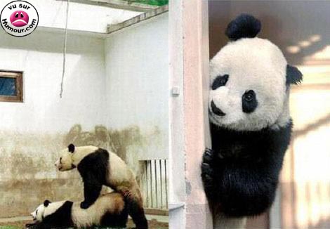 ((((((((((((((((( des images droles  ))))))))))))))))))))))))) Panda10