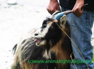 Protestez contre le sacrifice de centaines de milliers d'animaux au Népal 12470_10
