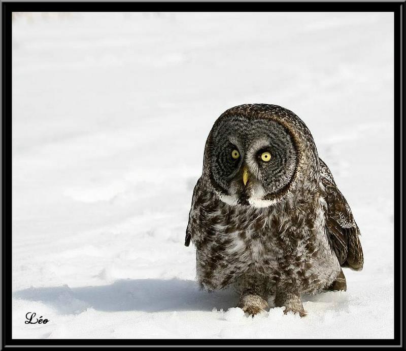 Le roi des oiseaux ! 57176610