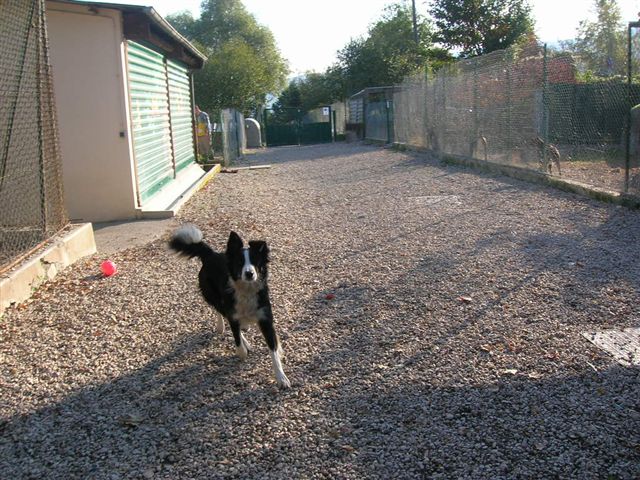 [adoptée] Border Collie femelle à la SPA de Besancon Dscn4011