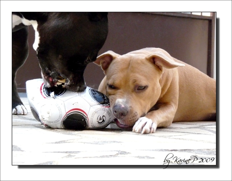 La Mise à Mort du Ballon... Jeu_de11