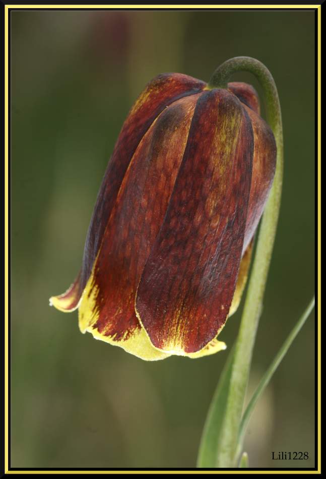 une petite fleur... Tulipe10