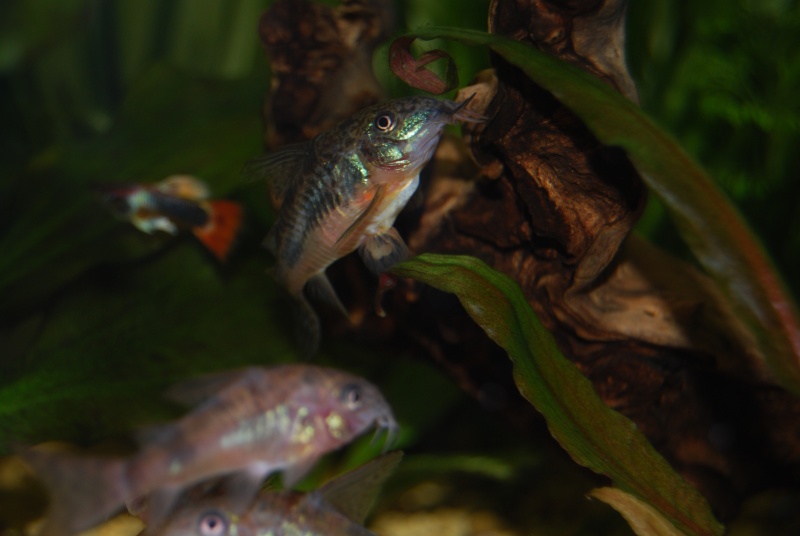 Reproduction Corydoras Paléatus Dsc_0812