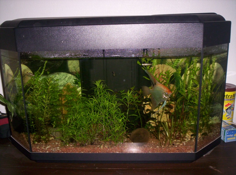 mon aquarium Mai_2011