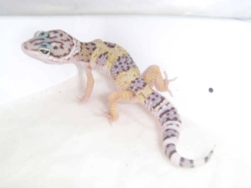 Lepidodactylus lugubris et gecko leopard St831625