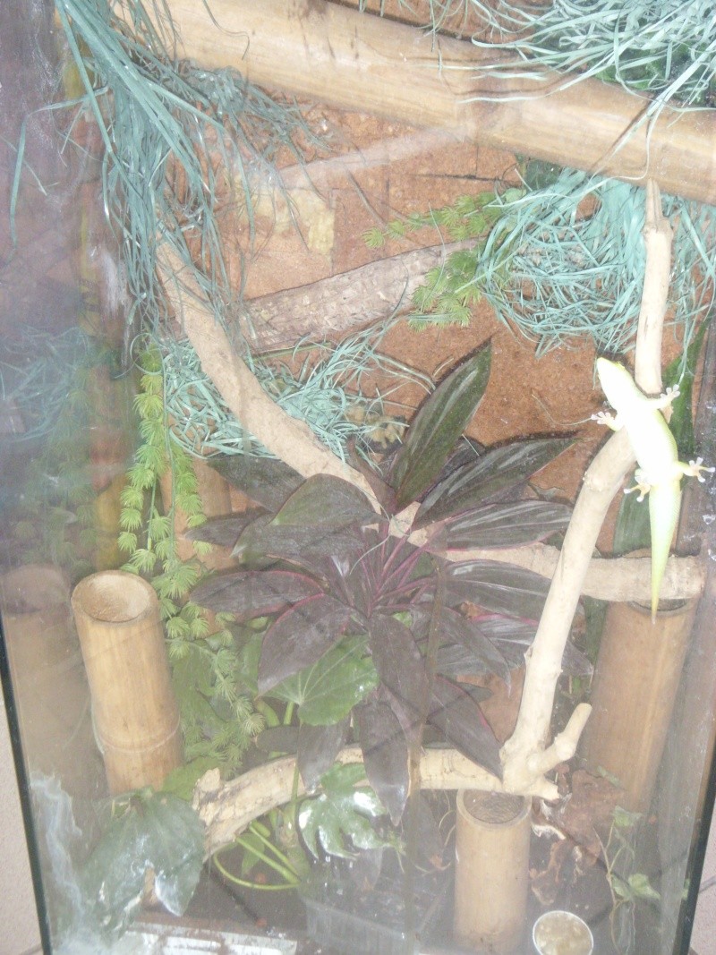 terrarium  de mon couple phelsuma madagascariensis grandis St831912