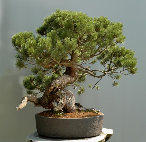 THE KING (Pinus mugo) 13_var10