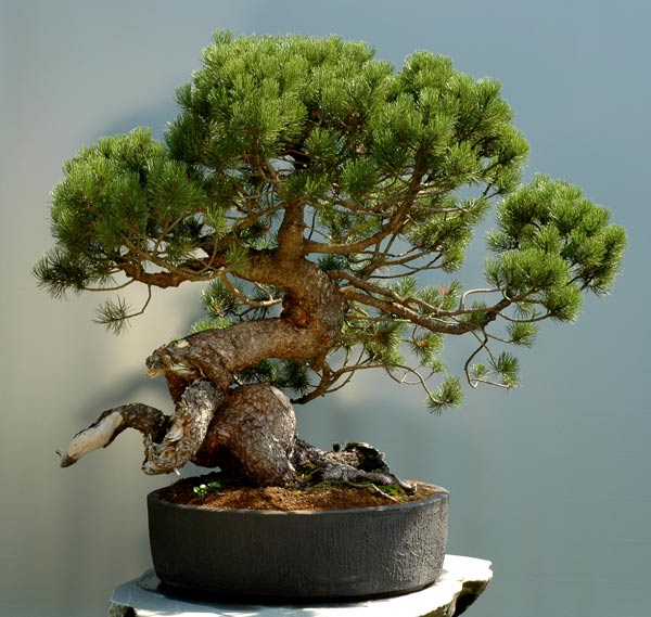 THE KING (Pinus mugo) 1410