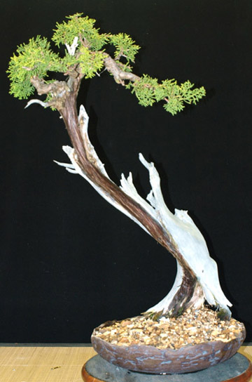 ANOTHER CALIFORNIA JUNIPER Caljun11