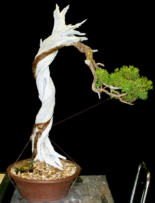 TALL CALIFORNIA JUNIPER Caltwi10