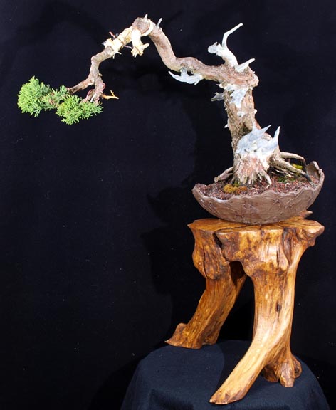 OLD SAN JOSE JUNIPER Oldsjj10