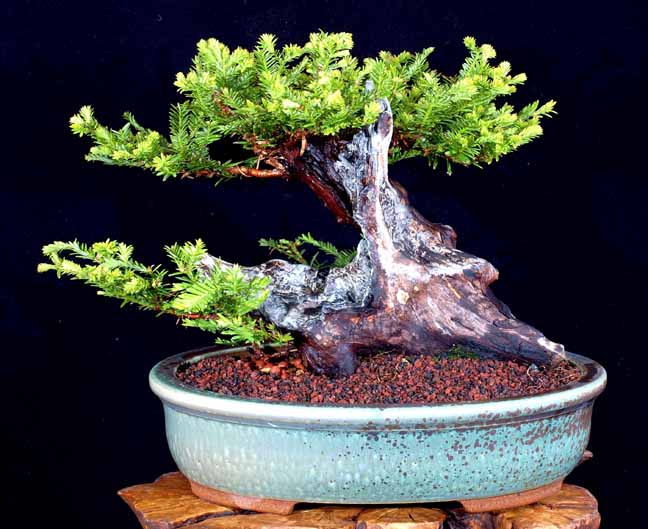 REDWOOD BONSAI, "SURVIVOR" Redwoo11