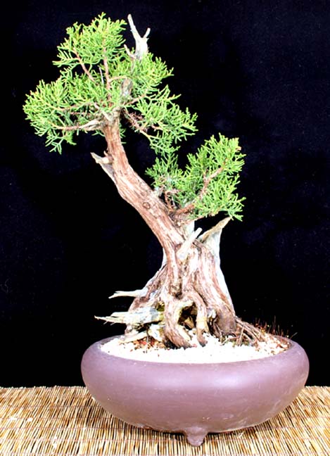 California Juniper Valcal10