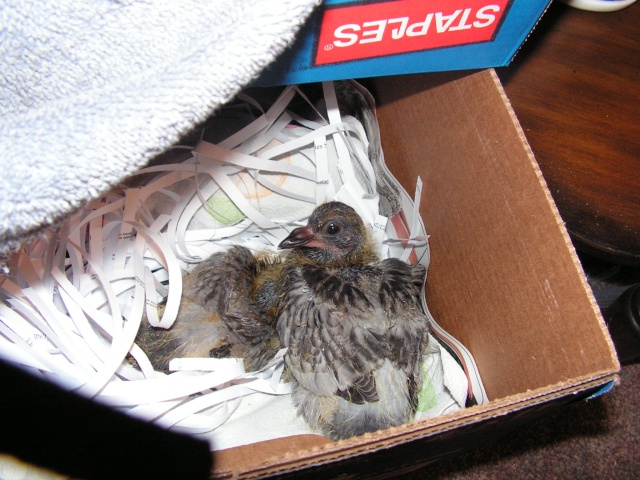 Rescued  Angels...5-7 days old... Pict0011