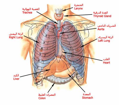 عجائب مكونات جسم الإنسان Attach11