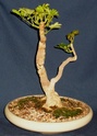Schefflera arboricola 'Luseane' Lusean10