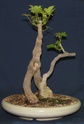 Schefflera arboricola 'Luseane' Scheff10