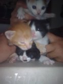 Gatitos abandonados en una caja... An6uus10