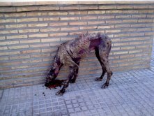 S.O.S. galgo en la calle con la piel destrozada, Sevilla Mail125