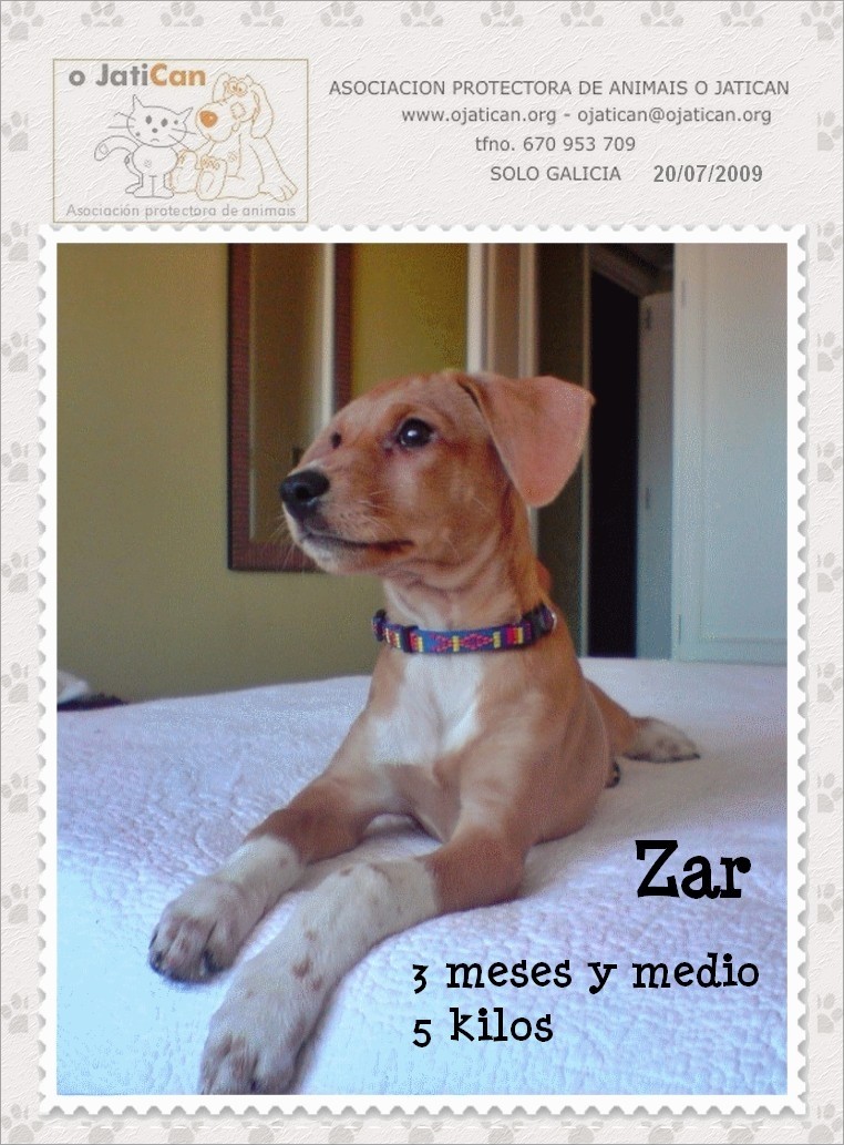 S.O.S. Zar, cachorrito de 3 meses Zar110