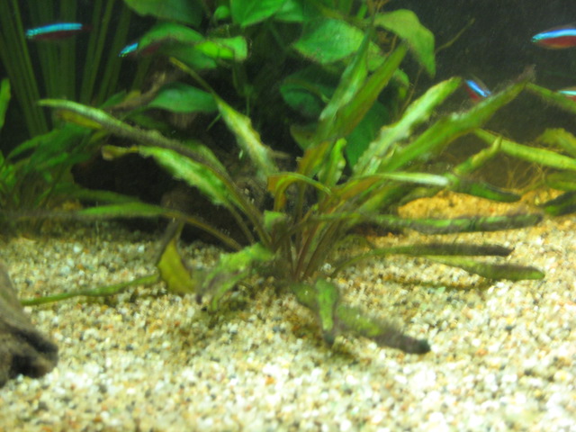 Probleme avec mes Cryptocoryne Img_0016