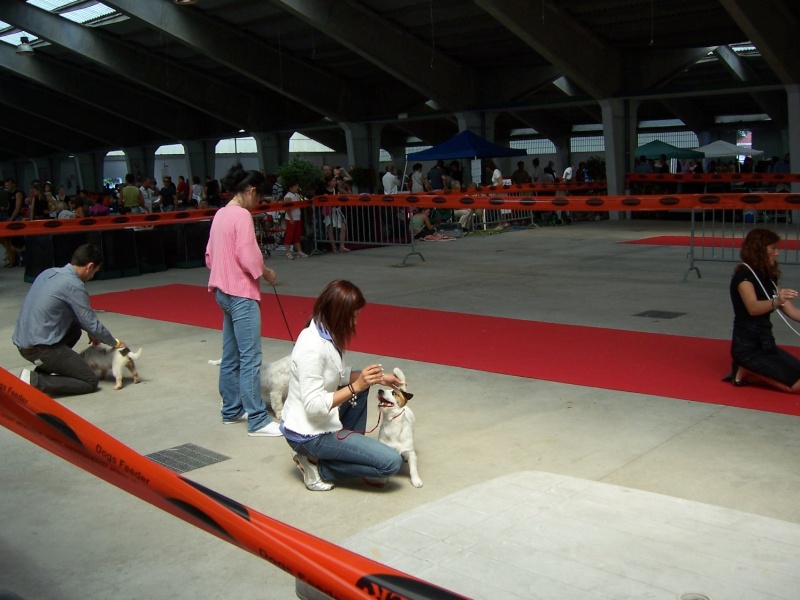 7 Giugno Esposizione Nazionale Canina Codogno - Pagina 5 Codogn13