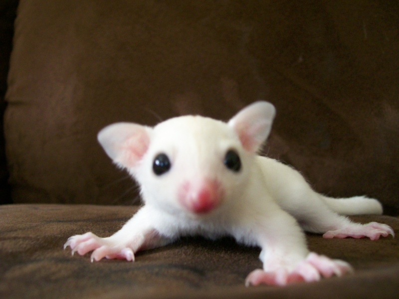 baby glider baby glider