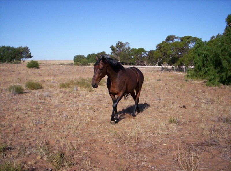 My horse Braidwood Aamrwo10