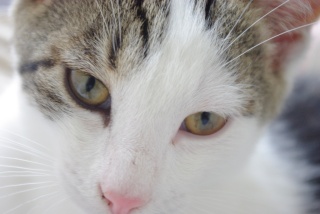 Easy, jeune chat  blanc et tigré, né en avril 2009 _igp1215