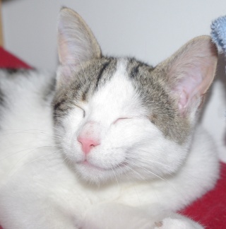Easy, jeune chat  blanc et tigré, né en avril 2009 _igp1410