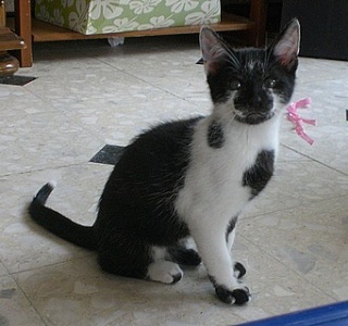 Eomer chaton noir et blanc d'un mois  et demi au 22 juin 2009 Eomer10