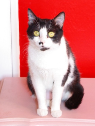 Luce, petite chatte noire et blanche, très caline (née vers 2006) Imgp0426