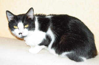 Luce, petite chatte noire et blanche, très caline (née vers 2006) Imgp0429
