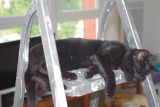 Excalibur, chaton noir de 3 mois et demi au 22 aout 2009 Imgp1813